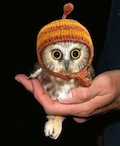 test owl